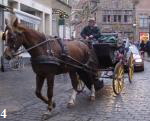 Pferd mit Pampers in Br�gge