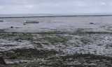 Bretagne - Cancale