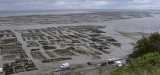 Cancale - Austernb�nke